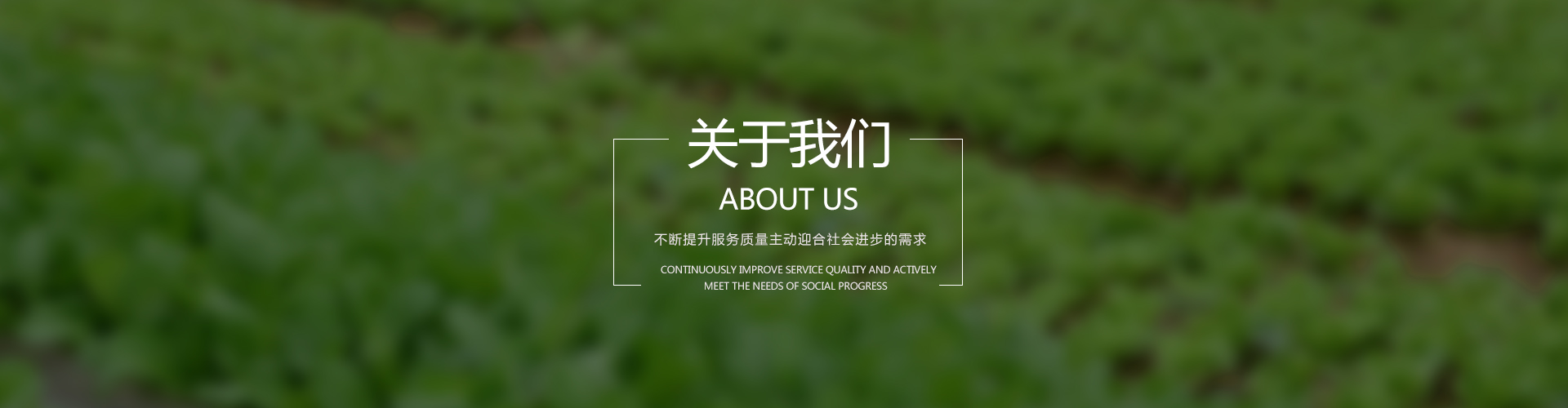 关于我们baner图片